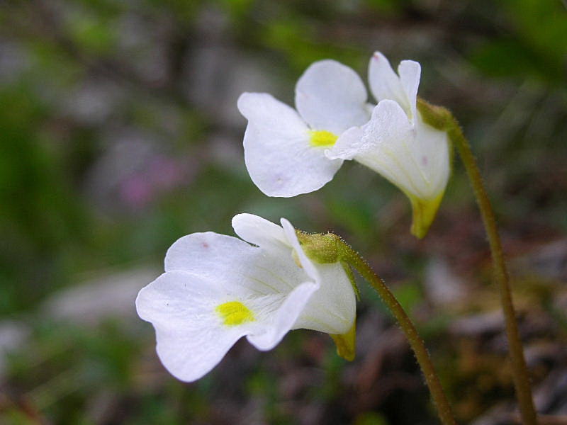 Pinguicula alpina / Erba-unta bianca